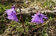 42 Sciolta la neve, cresce la soldanella alpina